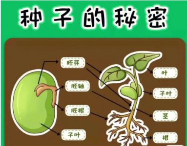 种子中最重要的部分是什么？注意事项有哪些？
