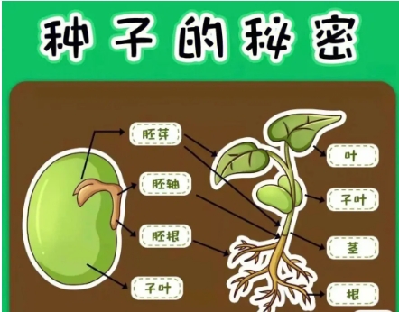 种子中最重要的部分是什么