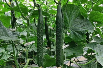 67月份种什么蔬菜最好？有哪些品种？