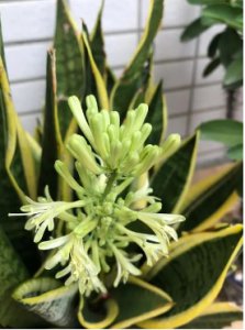 虎皮兰开花预示什么？有哪些征兆？