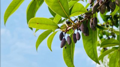 桂花树结果是怎么回事？能吃吗？ 桂花树结什么果？果实可食吗？