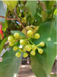 莲雾什么时候开花结果？一般需要多久？