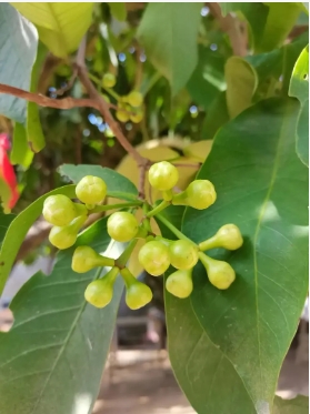 莲雾什么时候开花结果