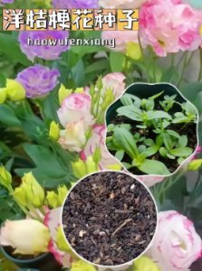 花种子怎么种容易发芽？一般多久开花？