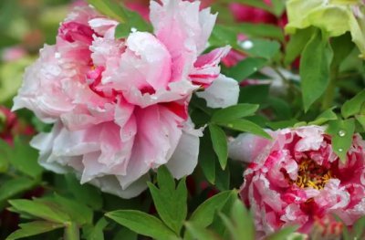 牡丹花的开花时间和开花姿态是什么？