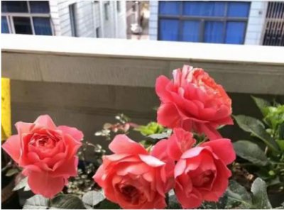 玫瑰花能晒太阳吗？怎么水养？ 玫瑰花需阳光爱水如何正确养护？