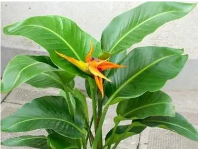 天堂鸟绿植怎么养护