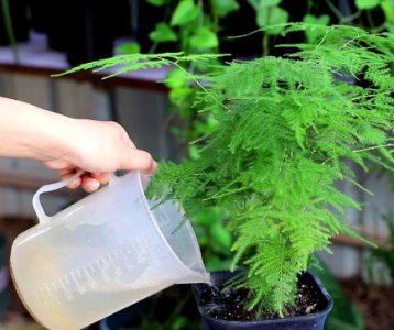 文竹浇什么水最好？需要什么肥料？