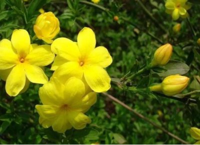 迎春花的精神品质是什么？有哪些特点？