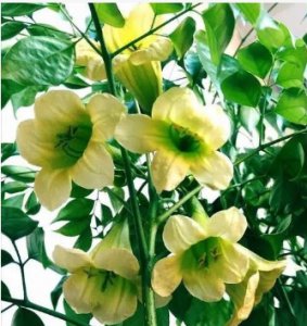 幸福树开花是什么兆头？风水上有什么说法？