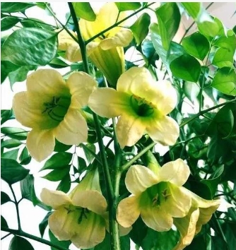 幸福树开花是什么兆头