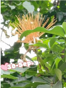 发财树开花是什么预兆？发财树开花的几率多少？