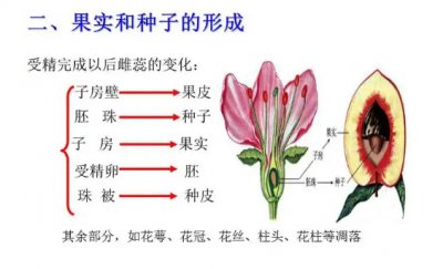 花果实种子的植物器官角色 花果实种子是植物的什么器官？