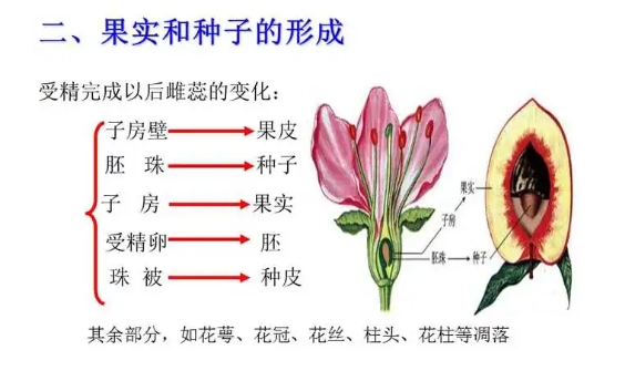 花果实种子是植物的什么器官