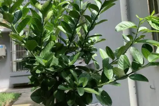 盆栽柠檬光长枝条不开花怎么办？