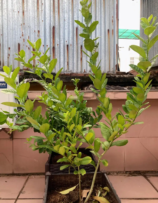 盆栽柠檬光长枝条不开花怎么办？
