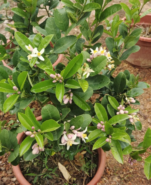 盆栽柠檬光长枝条不开花怎么办？