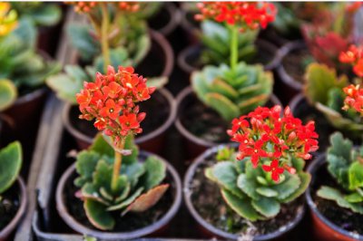 长寿花喜阴还是喜阳光的植物？多久浇一次水合适？