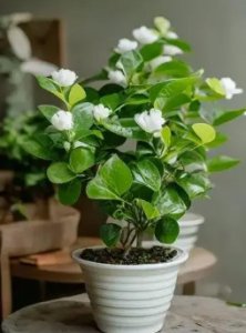 茉莉花可以放在卧室养吗？风水好不好？