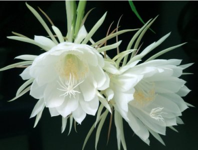 昙花喜阴还是喜阳的植物？夏天多久浇一次水合适？