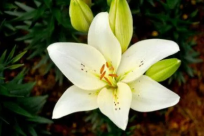 百合花是完全花还是不完全花？如何区分花的种类？