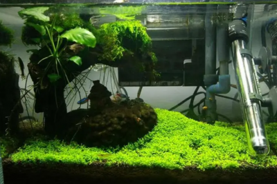 新手适合使用水草泥还是陶粒砂？两者在养花中有何区别？
