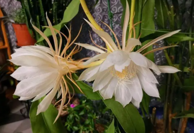 昙花为何只开一会儿就谢了？昙花这一特性的原因是什么？