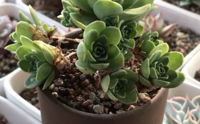山地玫瑰多肉好养活吗？如何照料山地玫瑰多肉植物？