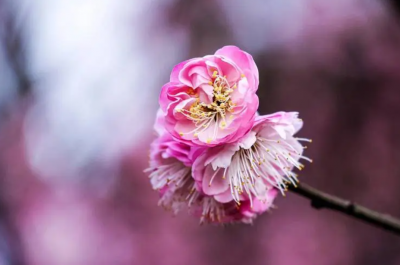 梅花何时进入盛开季节？什么因素影响开花时间？