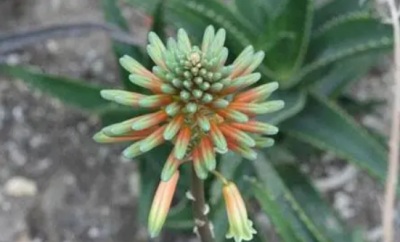 芦荟开花是吉是凶？有何风水说法？
