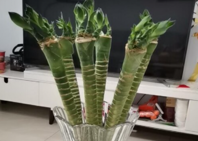 龙竹养几根风水好？如何进行摆放？