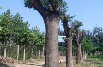 槐树为什么不能随意砍伐？有何风水影响？