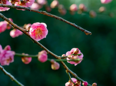 花中君子指的是哪四种花？各有什么特点？