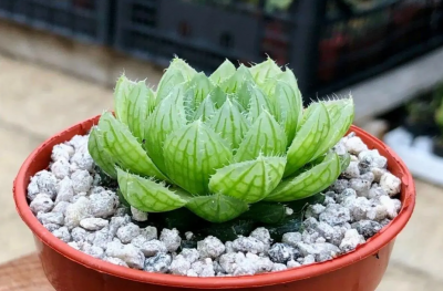 常见的10种多肉植物有哪些？如何选择和养护？