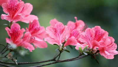杜鹃花是否喜欢阳光？如何为杜鹃花提供适宜环境？