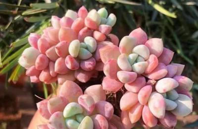 花斑鹿多肉植物有何特点？如何养护？