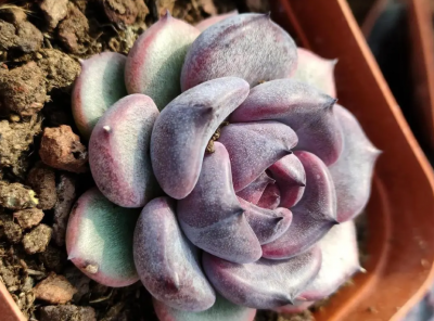 多肉植物是如何进行杂交的？有哪些杂交方法？