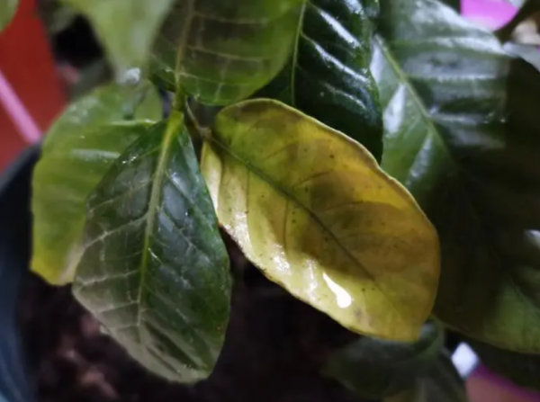 栀子花叶子干枯如烧焦的原因是什么