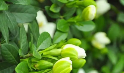 栀子花开花后多久会凋谢？如何延长观赏期？