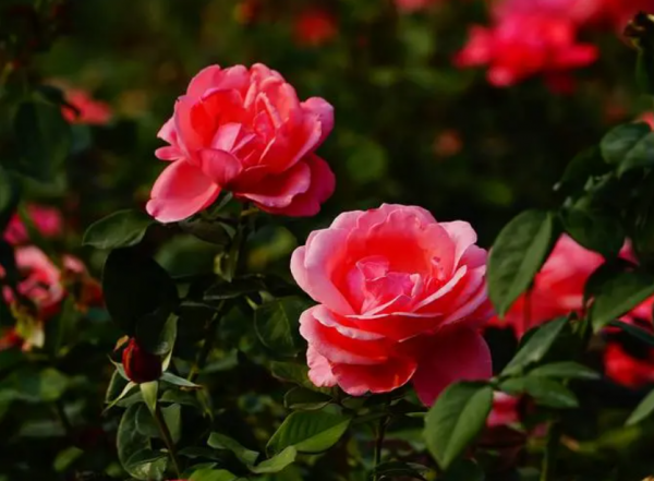月季花外貌有哪些特征