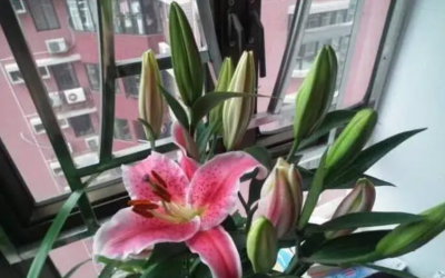 百合花开完后还能继续养吗？如何养护？