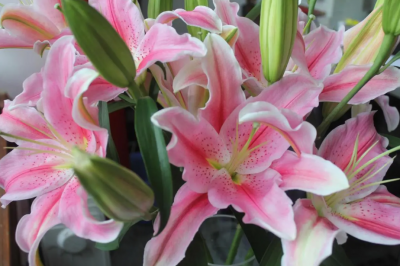 百合花究竟是什么颜色？多彩还是单一？