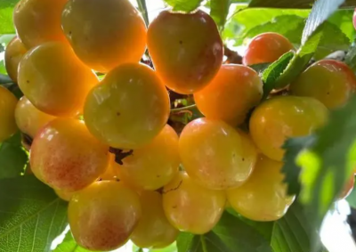 辉煌1-5大樱桃品种有何特点？哪种最适合种植？