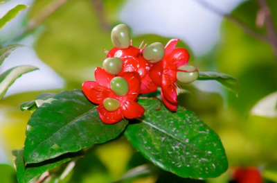 富贵子一年花几次？养护技巧分享 富贵子一年开花几次？如何养护？