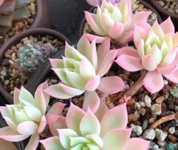 如何处理长枝的多肉植物？ 多肉植物长出长枝后如何处理？