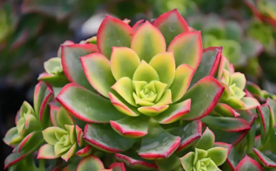 多肉植物应该放在室内还是室外？为什么？
