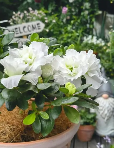 西洋杜鹃年年开花的养护要点