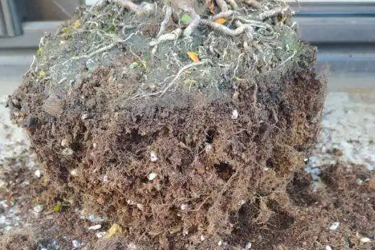 西洋杜鹃年年开花的养护要点
