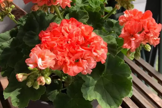 适合秋冬养的18种好养花期长的花卉