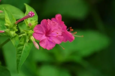 紫茉莉通常在几点开花？有何特点？